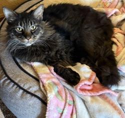 Lost Male Cat last seen Near CR 2522, Royse City, TX 75189