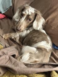 Reunited Male Dog last seen Berry Bennett Rd Chatsworth/Center Hill Church, Chatsworth, GA 30705