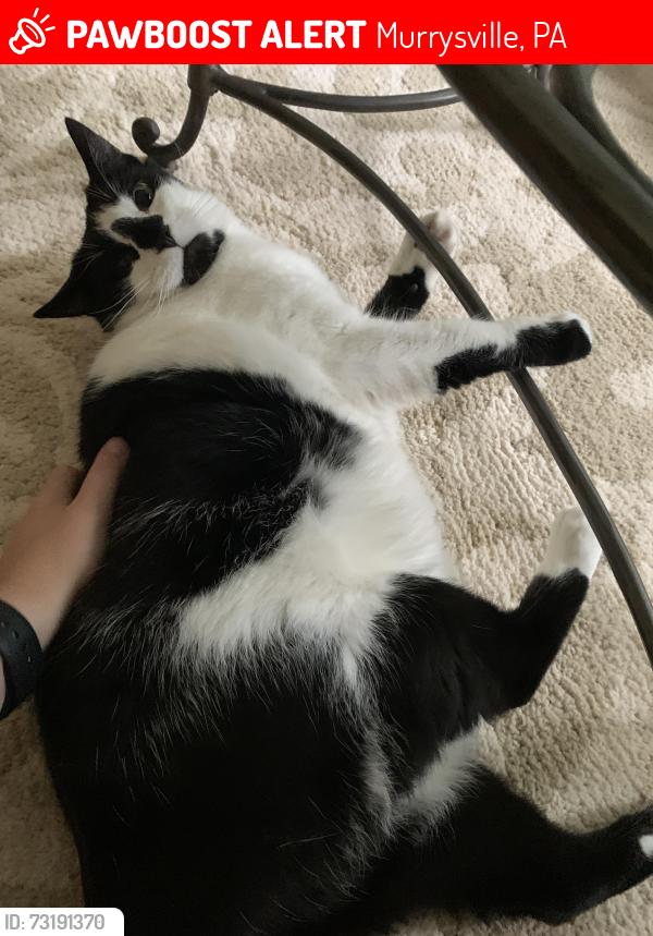 Lost Male Cat last seen Heather Highlands neighborhood near Murrysville golf course., Murrysville, PA 15668