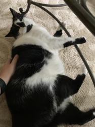 Lost Male Cat last seen Heather Highlands neighborhood near Murrysville golf course., Murrysville, PA 15668