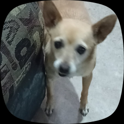 Lost Female Dog last seen Luciérnagas, León de los Aldama, Gto. 37355