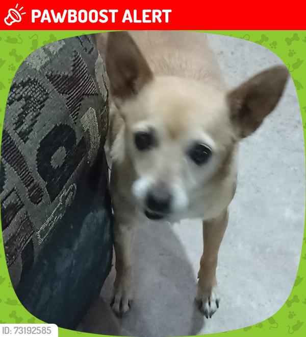 Lost Female Dog last seen Luciérnagas, León de los Aldama, Gto. 37355