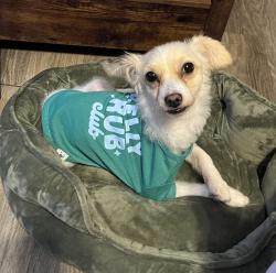 Found/Stray Male Dog last seen Wurzbach/Blanco 78216, San Antonio, TX 78216