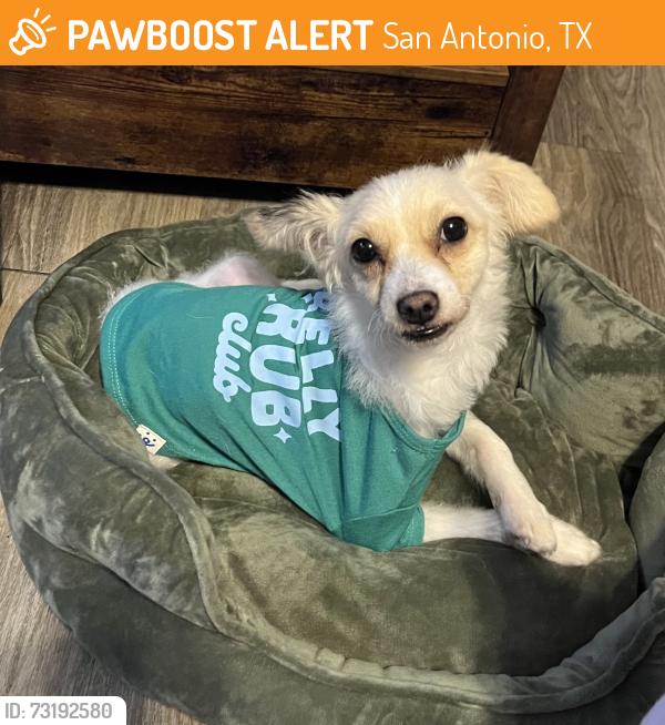 Found/Stray Male Dog last seen Wurzbach/Blanco 78216, San Antonio, TX 78216
