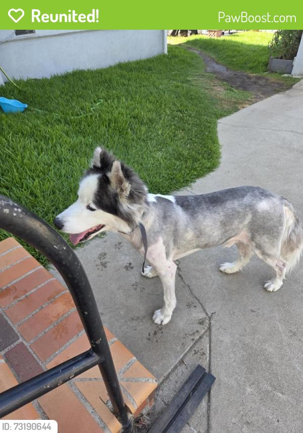 Reunited Male Dog last seen Floral and Redman, Whittier, CA 90606