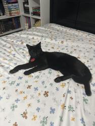 Reunited Male Cat last seen Belvidere Washington Academy, Belvidere, IL 61008