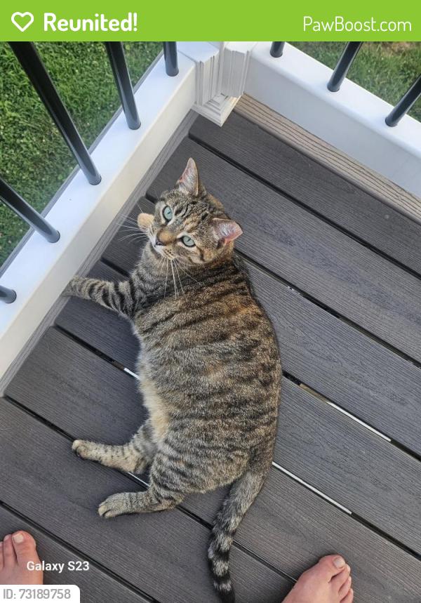 Reunited Female Cat last seen Prospect Ave., Halethorpe, MD 21227