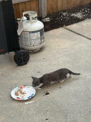 Found/Stray Unknown Cat last seen Camden village / castleton, Virginia Beach, VA 23456