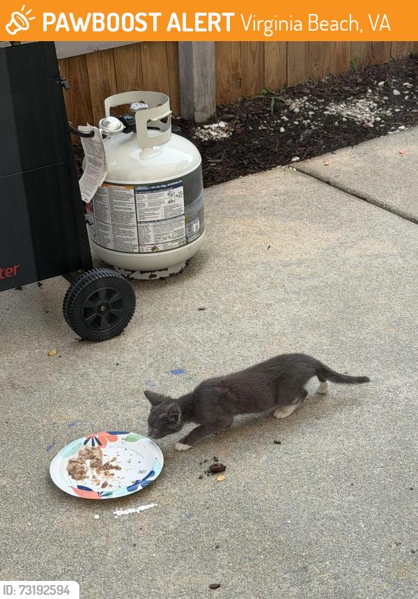 Found/Stray Unknown Cat last seen Camden village / castleton, Virginia Beach, VA 23456