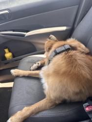 Reunited Male Dog last seen Third ave chula vista, Chula Vista, CA 91910