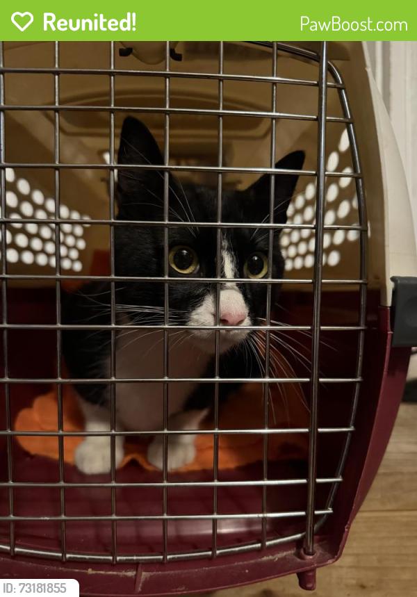 Reunited Unknown Cat last seen Susan road, Oakville, MO 63129