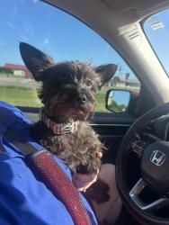 Reunited Male Dog last seen Joe Wilson and Hidden Lake Trail, Midlothian, TX 76065