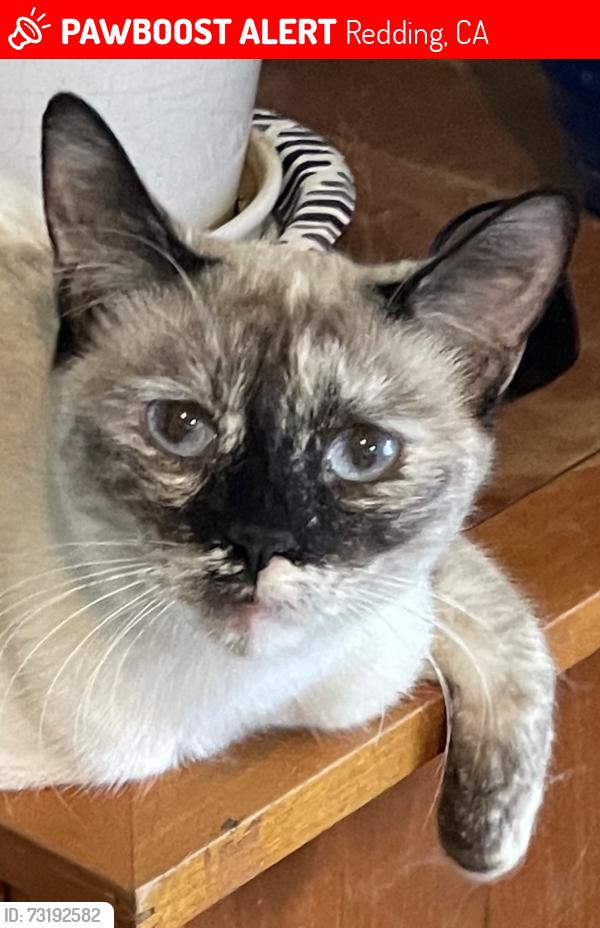 Lost Female Cat last seen Bernard Way off Bear Mountain Rd., Redding, CA 96003