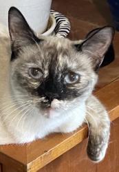 Lost Female Cat last seen Bernard Way off Bear Mountain Rd., Redding, CA 96003