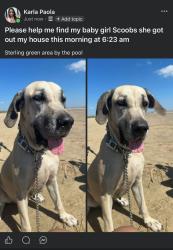 Reunited Female Dog last seen Padstow Ln, Channelview, TX 77530