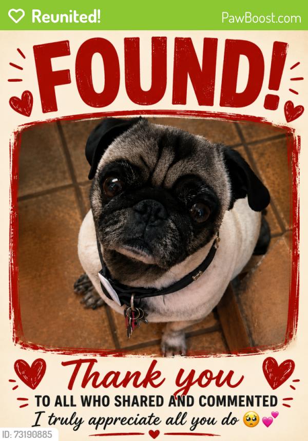 Reunited Male Dog last seen Savannah Ave, El Paso, TX 79930