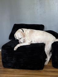 Reunited Male Dog last seen Near w Atherton, Taylorsville, UT 84123
