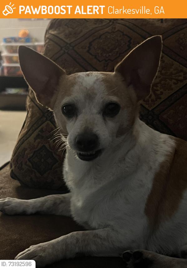 Found/Stray Male Dog last seen North Georgia Technical College, Clarkesville, GA 30523, Clarkesville, GA 30523
