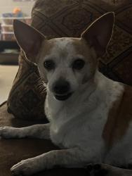 Found/Stray Male Dog last seen North Georgia Technical College, Clarkesville, GA 30523, Clarkesville, GA 30523