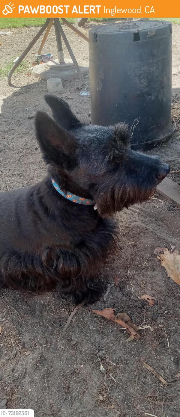 Found/Stray Male Dog last seen Inglewood, Inglewood, CA 90301