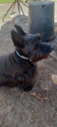 Found/Stray Male Dog last seen Inglewood, Inglewood, CA 90301