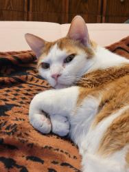 Lost Male Cat last seen Oneida St, Appleton, WI 54911