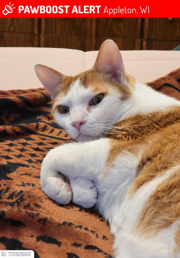 Lost Male Cat last seen Oneida St, Appleton, WI 54911