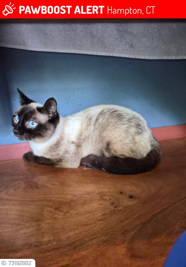 Lost Female Cat last seen Main Street, Hampton, CT 06247