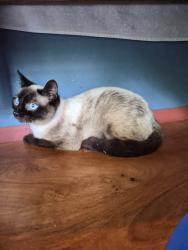 Lost Female Cat last seen Main Street, Hampton, CT 06247