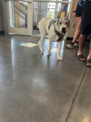 Shelter Stray Male Dog last seen Near BLOCK N HILLSIDE AVE, WICHITA KS 67208, 3303 N Hillside St, Wichita, KS 67219, USA