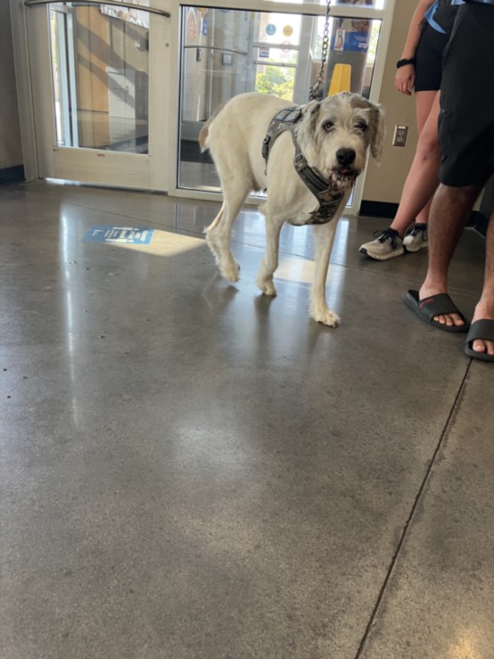 Shelter Stray Male Dog last seen Near BLOCK N HILLSIDE AVE, WICHITA KS 67208, 3303 N Hillside St, Wichita, KS 67219, USA