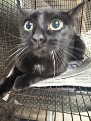 Shelter Stray Female Cat last seen , 14409 Vanowen St, Van Nuys, CA 91405, USA