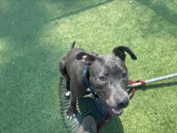 Shelter Stray Female Dog last seen , 14409 Vanowen St, Van Nuys, CA 91405, USA