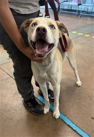 Shelter Stray Male Dog last seen , 14409 Vanowen St, Van Nuys, CA 91405, USA