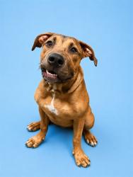 Shelter Stray Male Dog last seen Near BLOCK SUSIE ST, 2020 Forest St, Jacksonville, FL 32204, USA