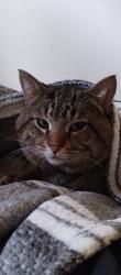 Lost Male Cat last seen West 4d telegraph, Woodhaven, MI 48183