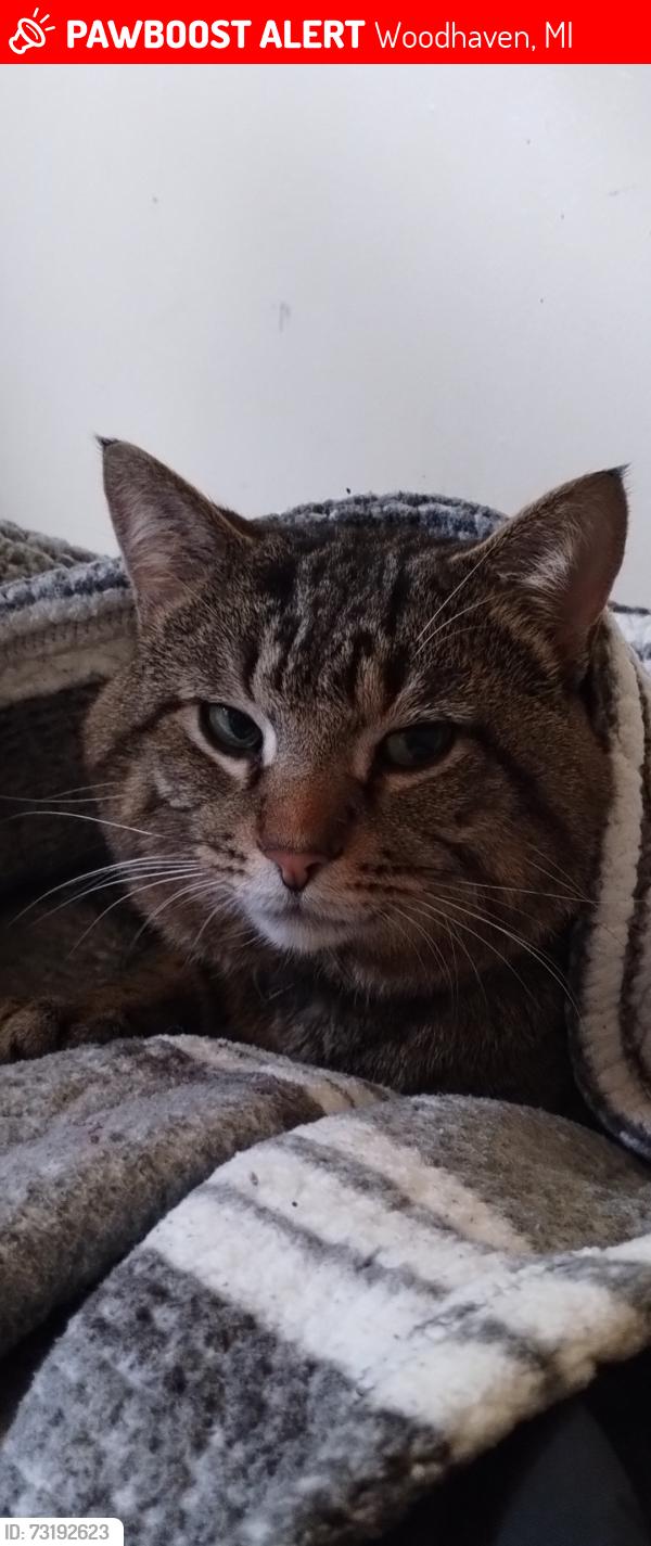 Lost Male Cat last seen West 4d telegraph, Woodhaven, MI 48183
