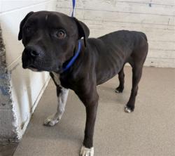 Shelter Stray Male Dog last seen ALDER/MARYGOLD, 333 Chandler Pl, San Bernardino, CA 92408, USA