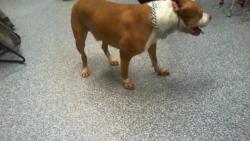 Shelter Stray Male Dog last seen CHARLOTTE, 8315 Byrum Dr, Charlotte, NC 28217, USA