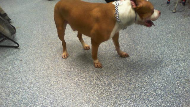 Shelter Stray Male Dog last seen CHARLOTTE, 8315 Byrum Dr, Charlotte, NC 28217, USA