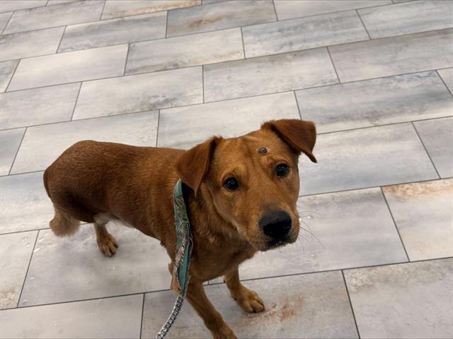 Shelter Stray Male Dog last seen CHARLOTTE, 8315 Byrum Dr, Charlotte, NC 28217, USA