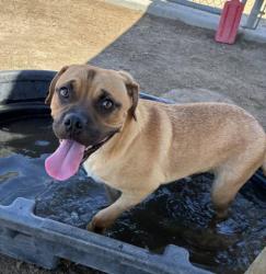 Shelter Stray Male Dog last seen Near BLOCK JUSTIN WAY, BAKERSFIELD CA 93308, 3951 Fruitvale Ave, Bakersfield, CA 93308, USA