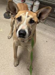 Shelter Stray Male Dog last seen Near BLOCK S UNION AVE, BAKERSFIELD CA 93307, 3951 Fruitvale Ave, Bakersfield, CA 93308, USA