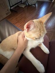 Reunited Female Cat last seen Near bayonne ct arlington tx, idk she was last seen in my backyard and hasnt turned up since before 10am (its almost 4pm as im writing this), Arlington, TX 76016
