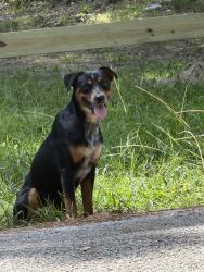 Found/Stray Unknown Dog last seen Roberts Cemetary, Hockley, TX 77447