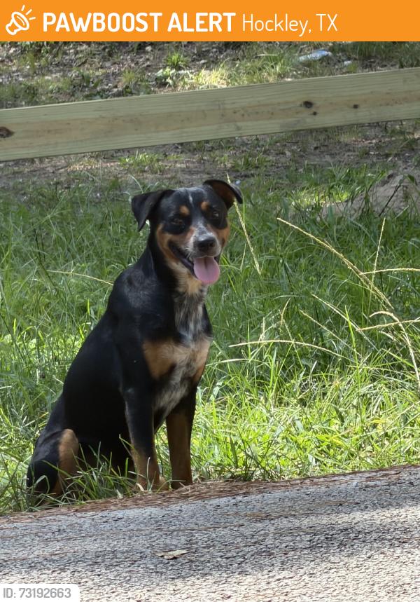 Found/Stray Unknown Dog last seen Roberts Cemetary, Hockley, TX 77447