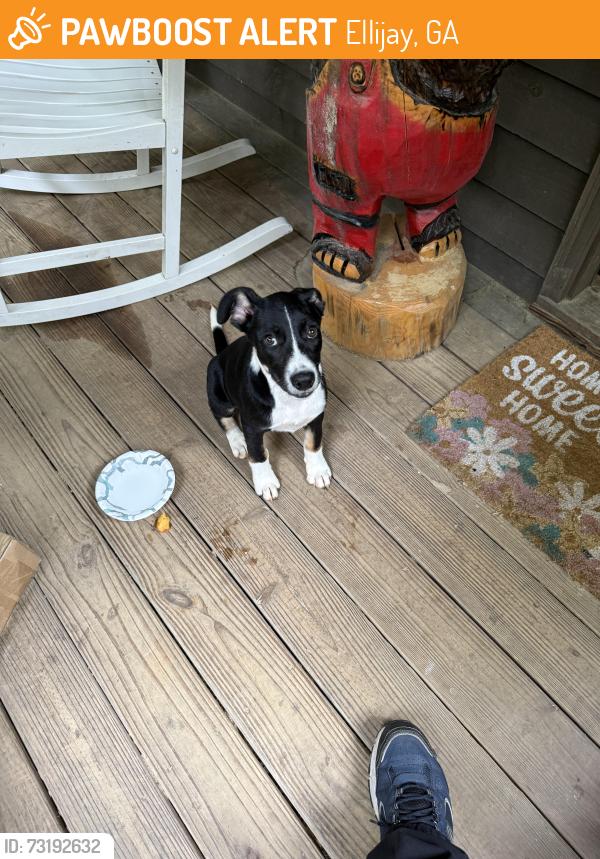 Found/Stray Male Dog last seen Bernhard Rd, Ellijay, GA 30536