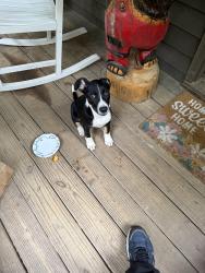 Found/Stray Male Dog last seen Bernhard Rd, Ellijay, GA 30536