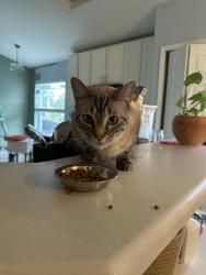Reunited Male Cat last seen Near Sw Sundance trail, Port St. Lucie, FL 34953