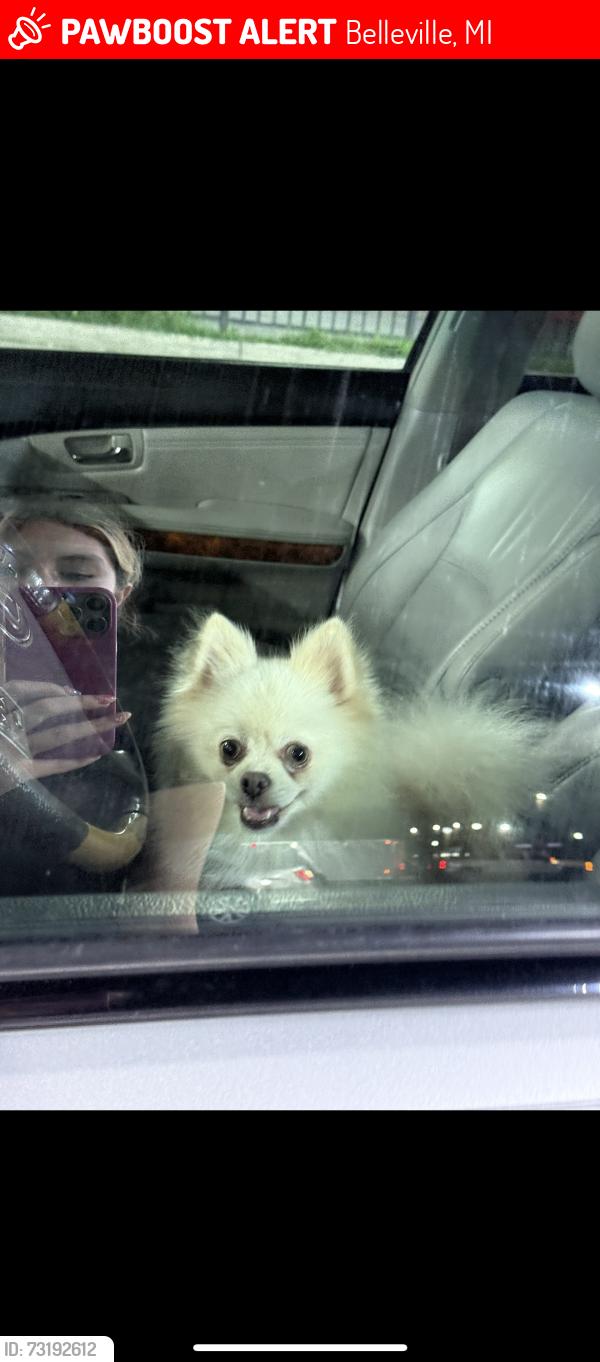 Lost Male Dog last seen S HURON RD, Belleville, MI 48111